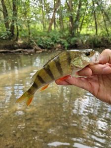 European Perch