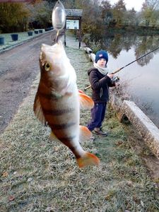 European Perch