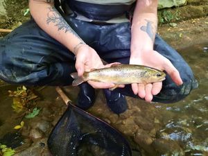 Brown Trout
