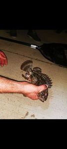 Brown Scorpionfish