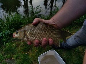 Crucian Carp