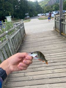 European Perch