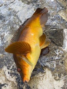 Ballan Wrasse