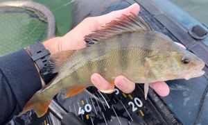 European Perch