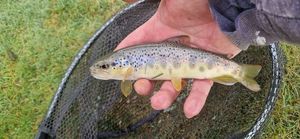 Brown Trout