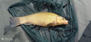 Tench