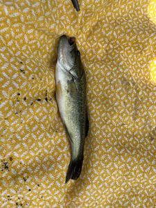 Largemouth Bass