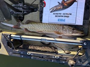 Northern Pike