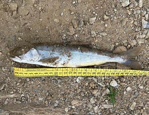 Arctic Char
