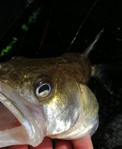Zander