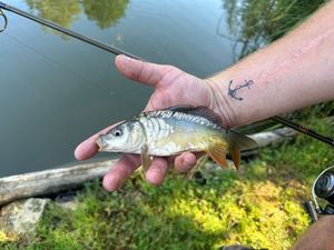 Mirror Carp