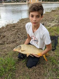 Common Carp