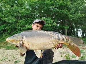 Mirror Carp