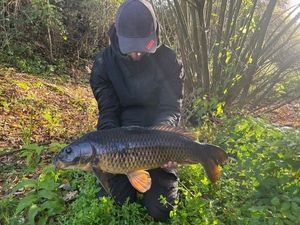 Common Carp