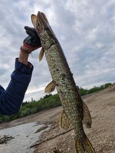 Northern Pike