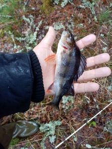 European Perch