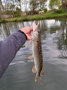 Northern Pike