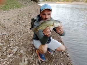 Largemouth Bass