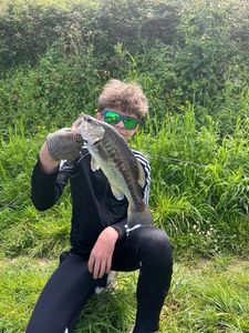 Largemouth Bass