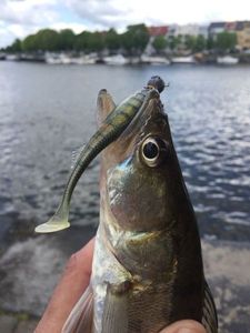 Zander