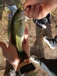 Largemouth Bass