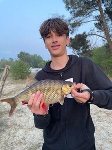 Crucian Carp
