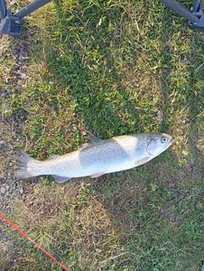 Rainbow Trout