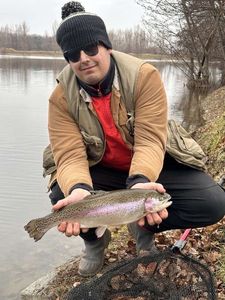 Rainbow Trout