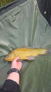 Tench
