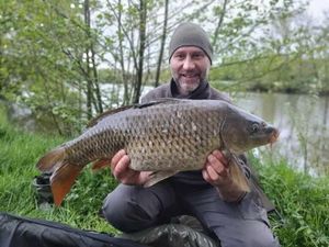 Common Carp