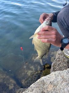 Common Bream
