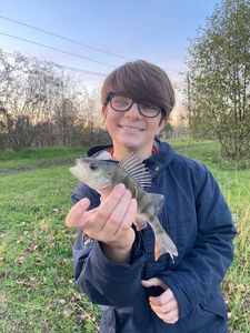 European Perch