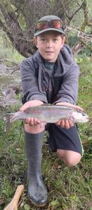 Rainbow Trout
