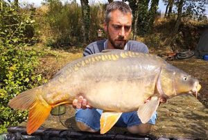 Mirror Carp