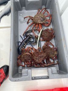 Araignée de Mer Atlantique