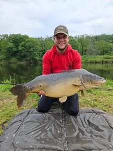 Mirror Carp