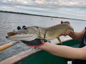 Northern Pike