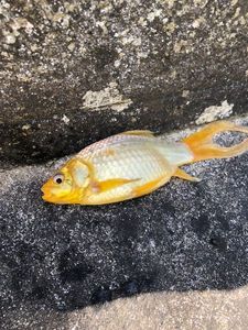 Koï Fish