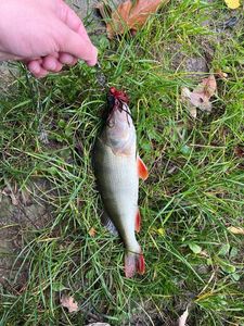 European Perch