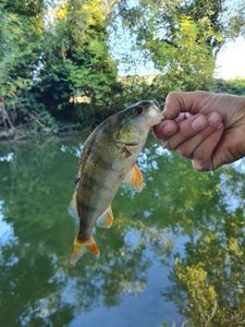 European Perch