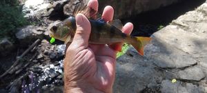 European Perch