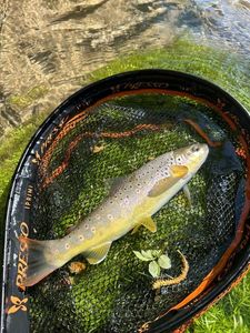 Brown Trout