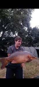 Mirror Carp
