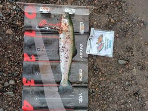 Rainbow Trout