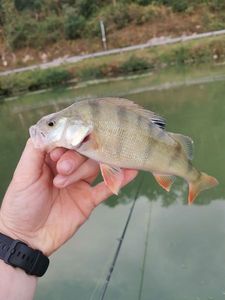 European Perch