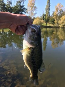 Largemouth Bass