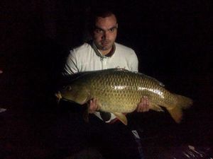 Common Carp