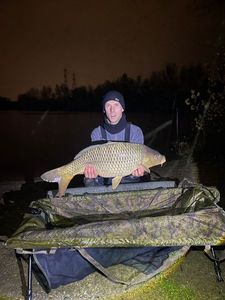 Common Carp