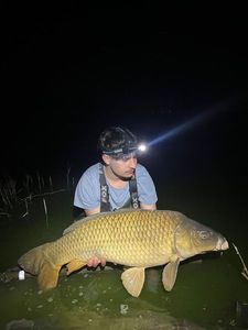 Common Carp