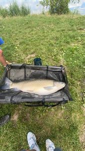 Grass Carp